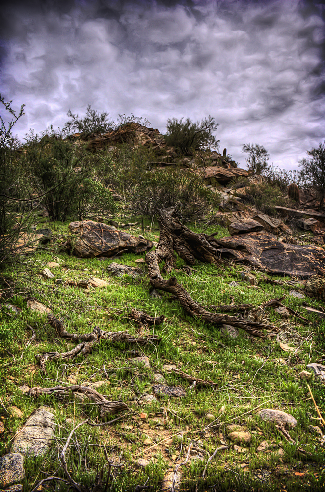 2010-02-27-SanTans-Grass-Rocks-Desert-Arizona-IMG_1215