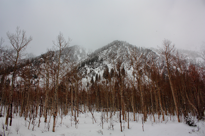 20100310_007_700