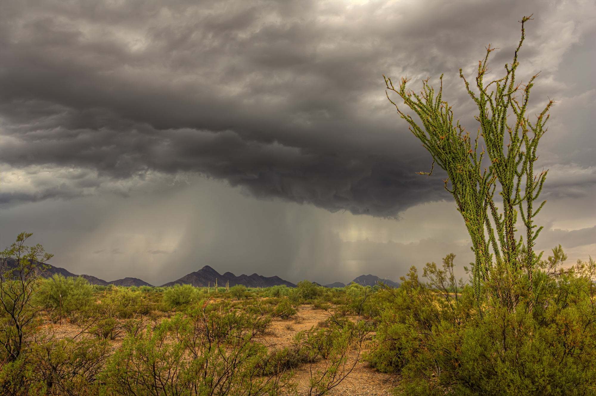 Ocotillo Wall Cloud | Phoenix Wedding Photographer | Mike Olbinski