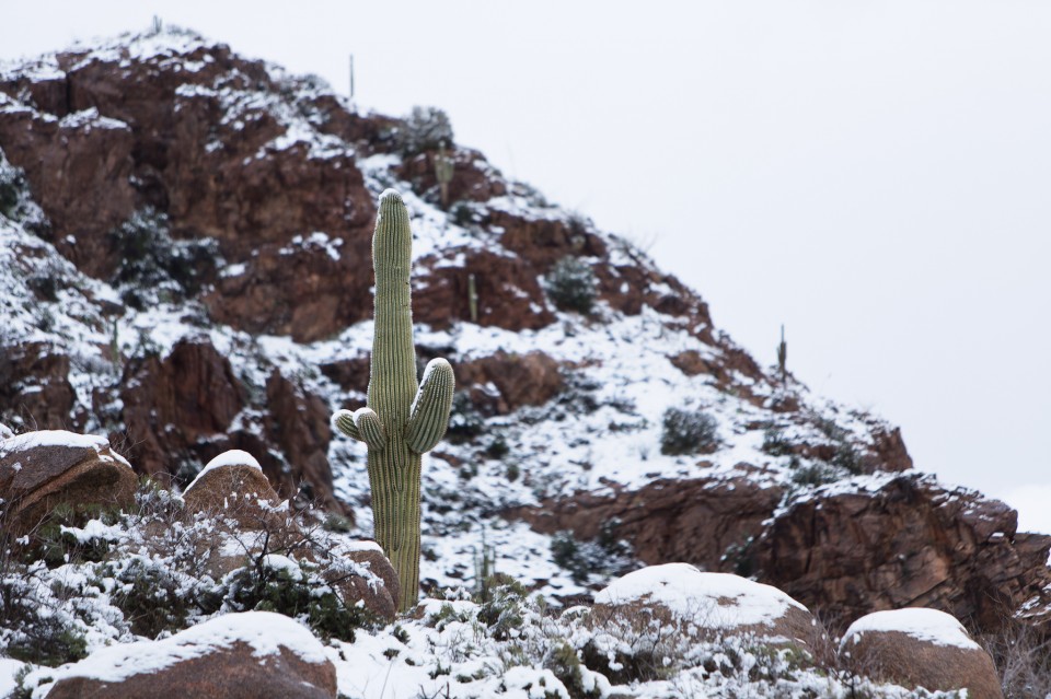 Snowy Saguaro